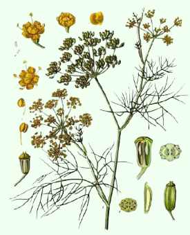 Foeniculum vulgare